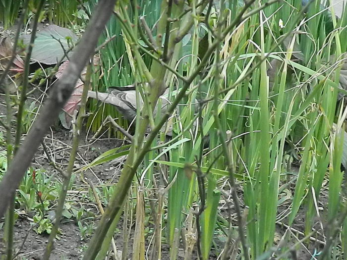 DSCN9333 - DOUA TURTURELE_FILMULET