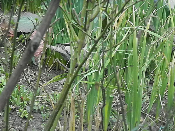 DSCN9334 - DOUA TURTURELE_FILMULET