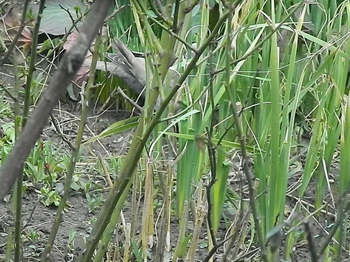 DSCN9335 - DOUA TURTURELE_FILMULET