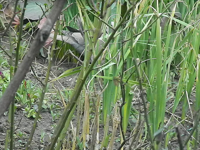 DSCN9337 - DOUA TURTURELE_FILMULET