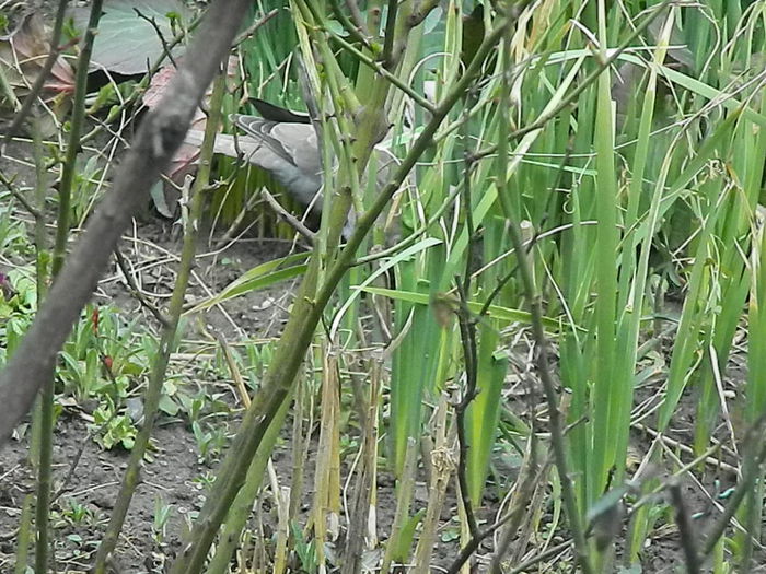 DSCN9338 - DOUA TURTURELE_FILMULET