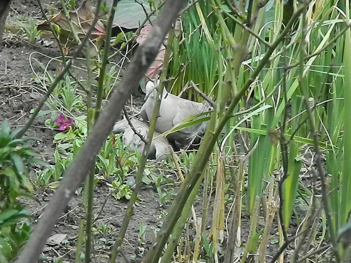 DSCN9342 - DOUA TURTURELE_FILMULET