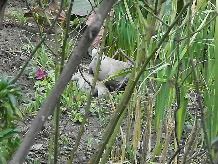 DSCN9344 - DOUA TURTURELE_FILMULET