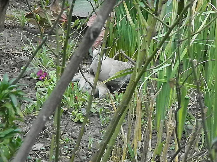 DSCN9345 - DOUA TURTURELE_FILMULET