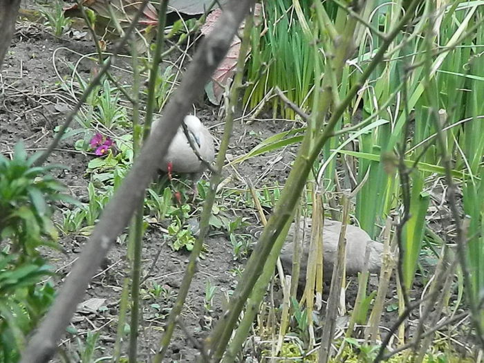 DSCN9347 - DOUA TURTURELE_FILMULET