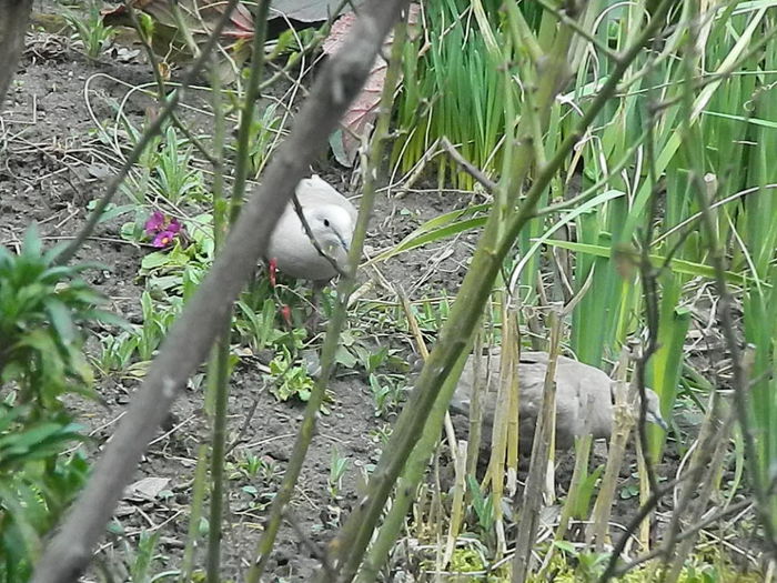 DSCN9348 - DOUA TURTURELE_FILMULET