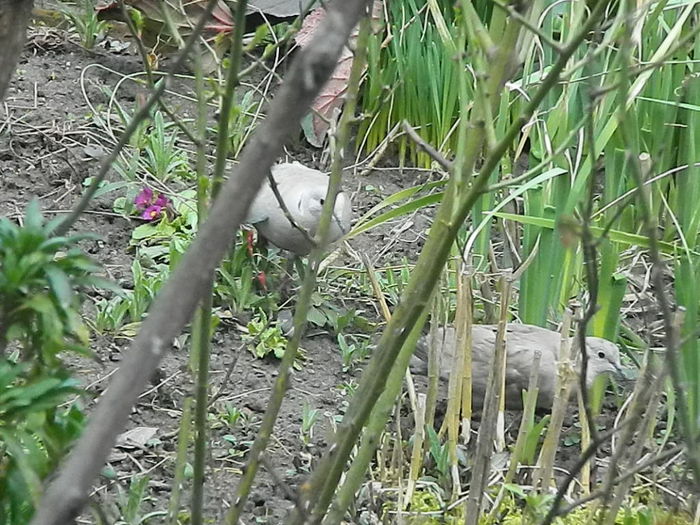 DSCN9349 - DOUA TURTURELE_FILMULET