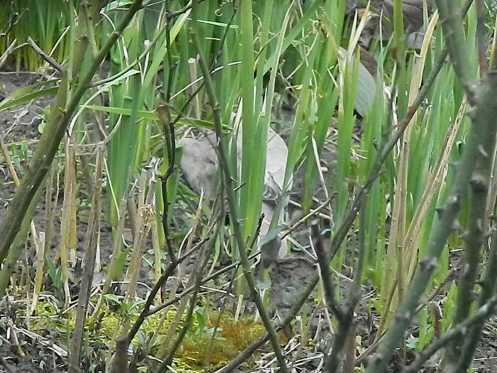 DSCN9355 - DOUA TURTURELE_FILMULET