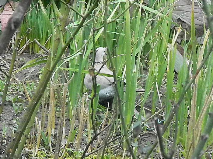 DSCN9357 - DOUA TURTURELE_FILMULET