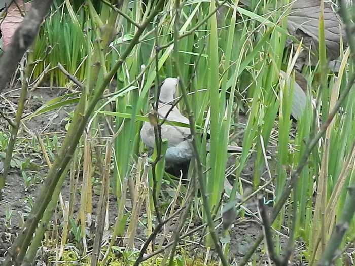 DSCN9358 - DOUA TURTURELE_FILMULET