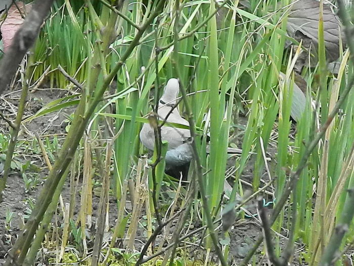 DSCN9361 - DOUA TURTURELE_FILMULET