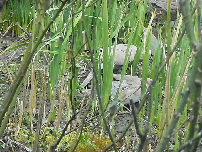 DSCN9362 - DOUA TURTURELE_FILMULET