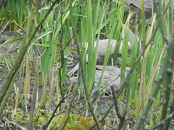 DSCN9364 - DOUA TURTURELE_FILMULET