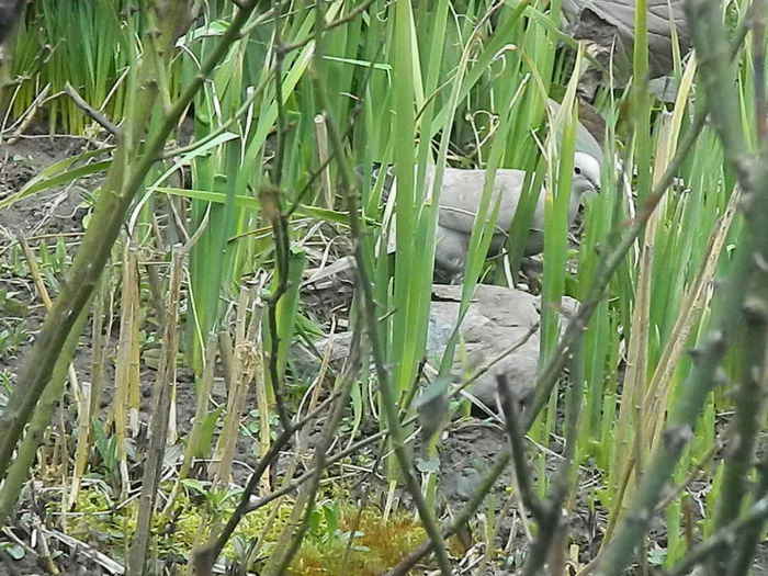 DSCN9366 - DOUA TURTURELE_FILMULET