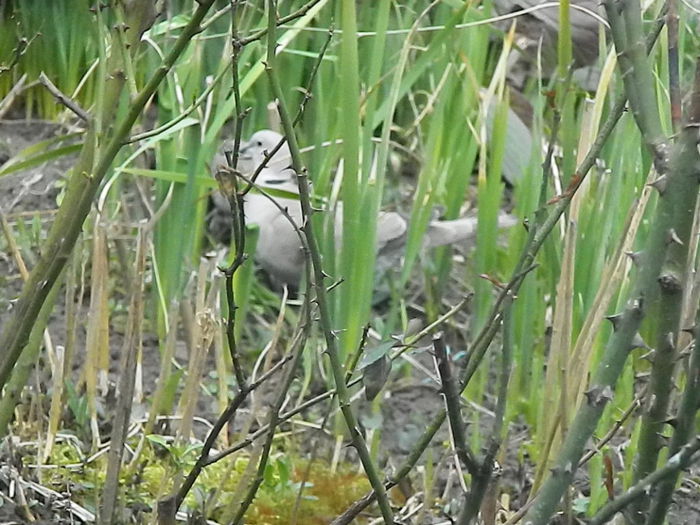 DSCN9368 - DOUA TURTURELE_FILMULET