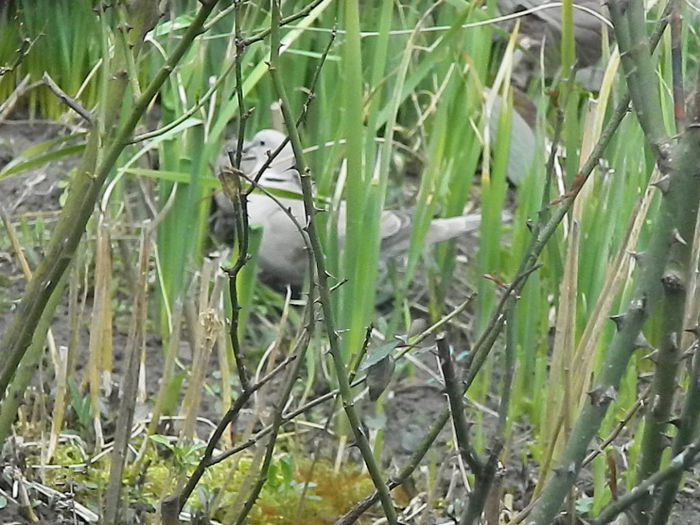 DSCN9369 - DOUA TURTURELE_FILMULET