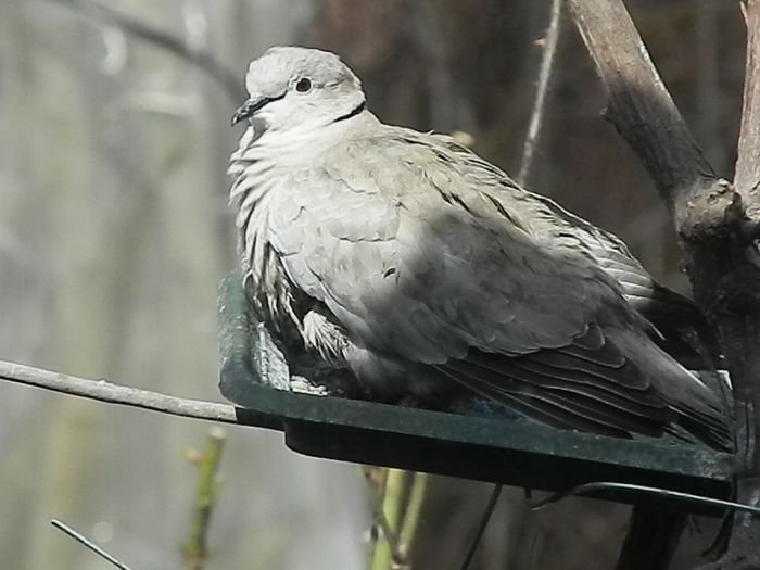 DSCN9437 - DOUA TURTURELE_FILMULET