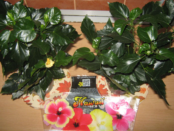 Picture My plants 2406 - Noi achizitii 2015