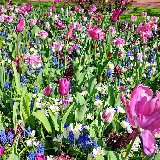 Flori la Keukeunhof_00004 - 000 Flori la Keukenhof