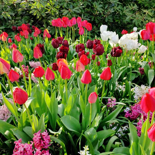 Flori la Keukeunhof_00008 - 000 Flori la Keukenhof