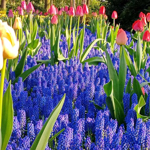 Flori la Keukeunhof_00009 - 000 Flori la Keukenhof