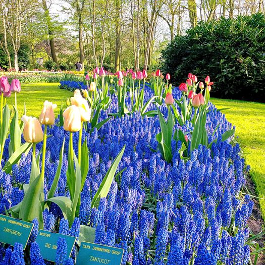 Flori la Keukeunhof_00010 - 000 Flori la Keukenhof