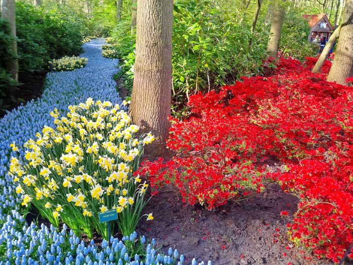 Flori la Keukeunhof_00027 - 000 Flori la Keukenhof