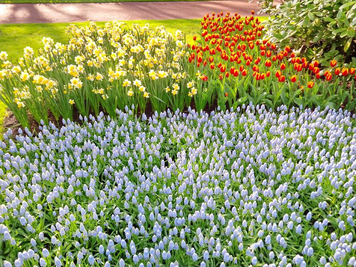 Flori la Keukeunhof_00028 - 000 Flori la Keukenhof