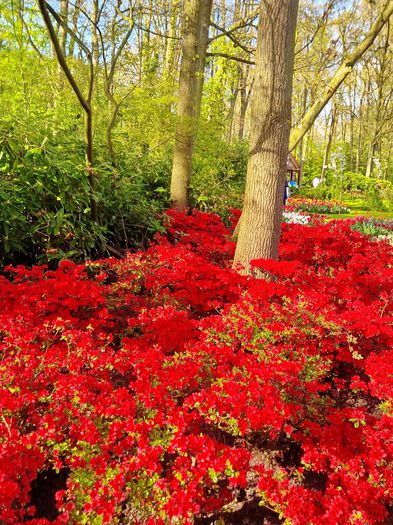 Flori la Keukeunhof_00029 - 000 Flori la Keukenhof