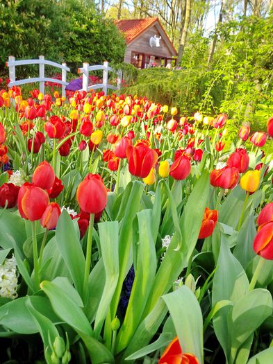 Flori la Keukeunhof_00031 - 000 Flori la Keukenhof