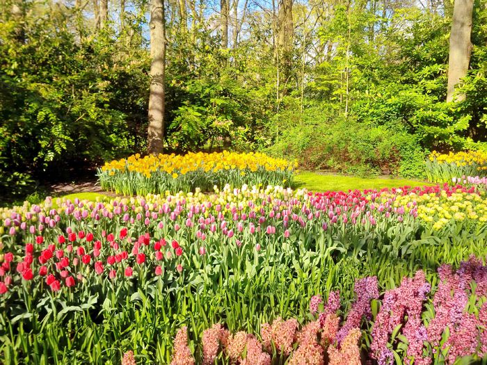 Flori la Keukeunhof_00035 - 000 Flori la Keukenhof