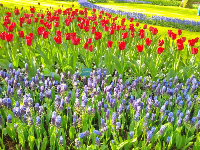 Flori la Keukeunhof_00037 - 000 Flori la Keukenhof