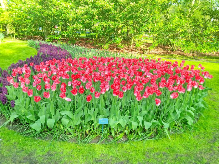 Flori la Keukeunhof_00040 - 000 Flori la Keukenhof