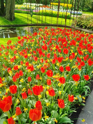 Flori la Keukeunhof_00041 - 000 Flori la Keukenhof