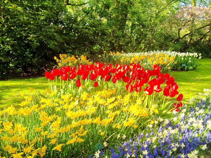 Flori la Keukeunhof_00042 - 000 Flori la Keukenhof