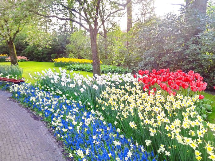 Flori la Keukeunhof_00044 - 000 Flori la Keukenhof