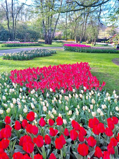 Flori la Keukeunhof_00049 - 000 Flori la Keukenhof