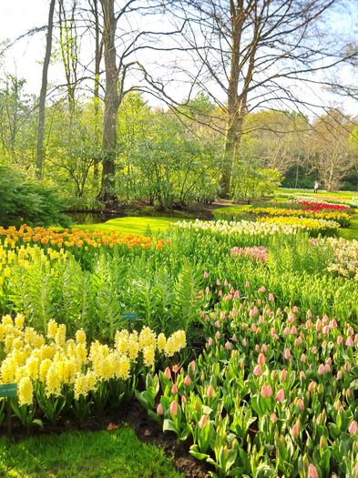 Flori la Keukeunhof_00050 - 000 Flori la Keukenhof