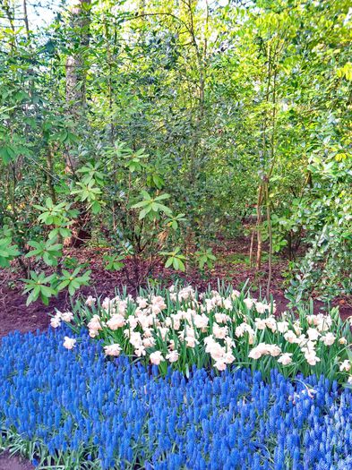 Flori la Keukeunhof_00051 - 000 Flori la Keukenhof