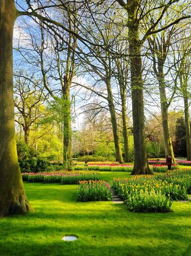 Flori la Keukeunhof_00053 - 000 Flori la Keukenhof