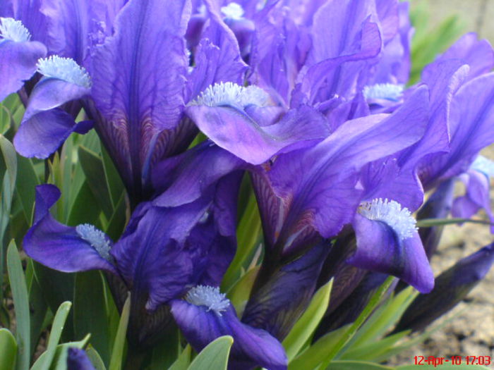 stanjenelul albastru - Irisi