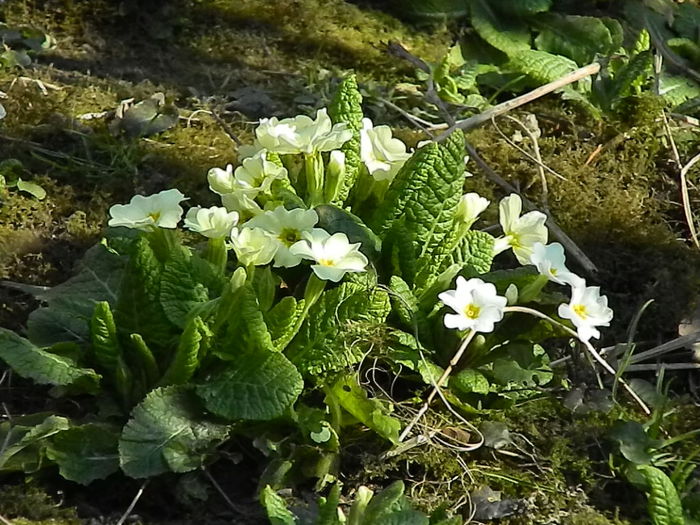 DSCN0384 - 2015_MARTIE