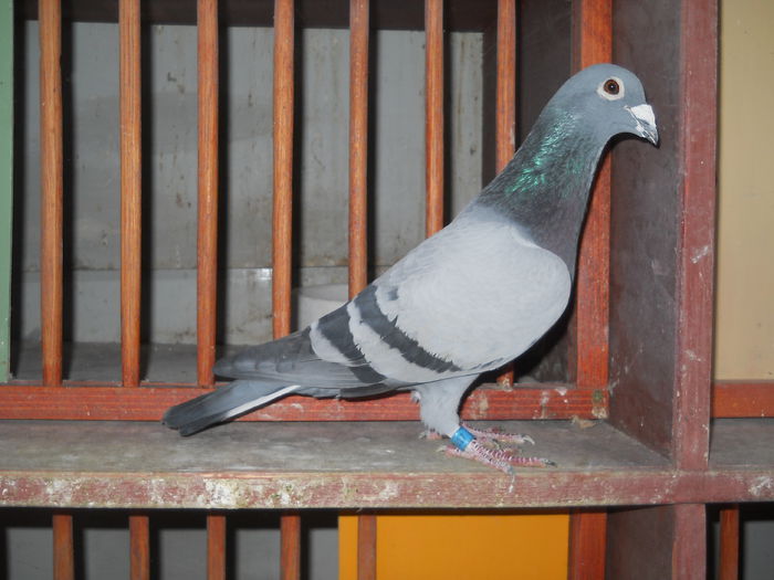 007; Tatal lui:
439751-2009 Norma AS Maraton, Fond
0730027-2010 Norma AS Maraton, AS Fond.
