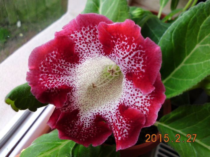 Tigrina Red - Gloxinii  2015