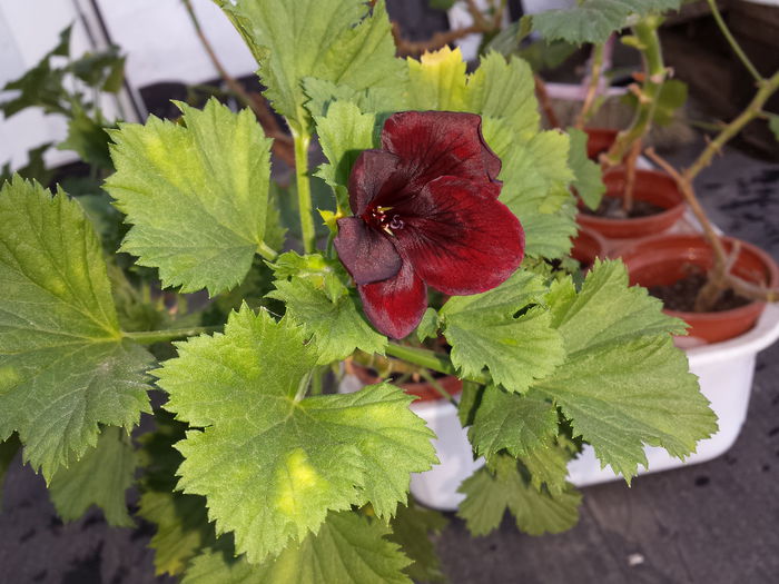 165 Pelargonium grandiflorum - Plante de balcon si camera - 2015