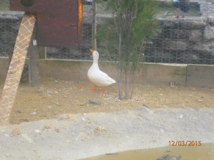 P3120994 - Rate Pitice Caal Duck