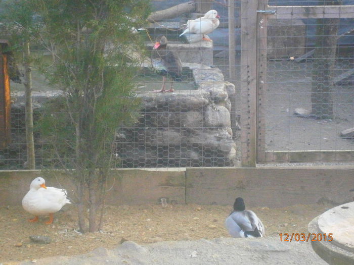 P3120995 - Rate Pitice Caal Duck