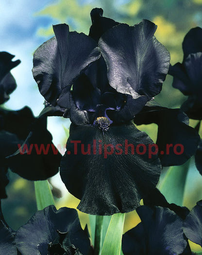 37 Achizitie primavara - Iris Black Night - Plante de gradina - 2015