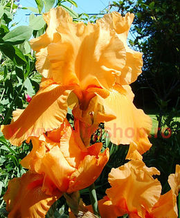 38 Achizitie primabvara  - Iris Orange Harvest - Plante de gradina - 2015
