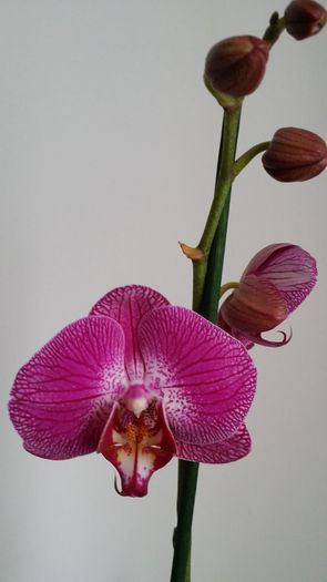 20150312_153105 - Plante in ghiveci 2015